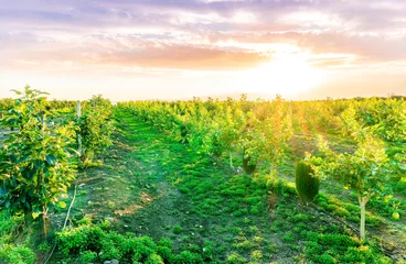 beautiful farmland landscape with green rows of fruit garden on a spring or summer farm field and nice evening cloudy sky on background