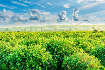 natural landscape of beautiful fruit gardens in green summer season with fresh juicy ogange fruits on trees and beautiful cloudy sky on background