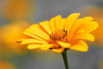 Bright Yellow Daisy in Beautiful Natural Setting With Soft Green Background..