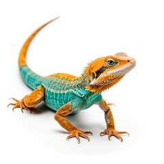 Obraz premium Vibrant Blue and Orange Lizard