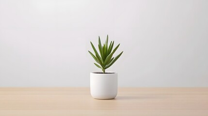 Architectural Yucca Plant with Strong Organic Form in a Simple White Ceramic Pot Minimalist Botanical Decor for Modern Interiors
