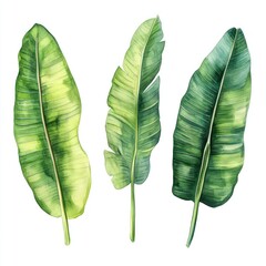 Watercolor Banana Leaves By Generated AI