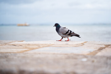 Gray Pigeon Standing on a Seaside Stone Path with Calm Water in Background..