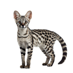 Genet AI Generated Image