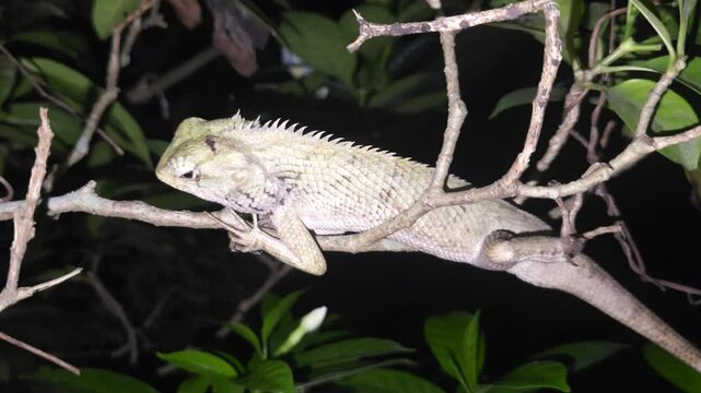 Garden lizard on a tree at night