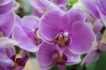 Obraz premium butterfly orchid bloom closeup in spring, moth orchid, Phalaenopsis amabilis.