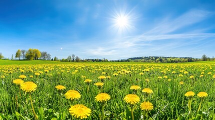 Fototapeta premium Serene Field Filled with Dandelions Against a Stunning Blue Sky Backdrop