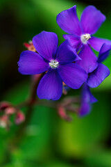 purple flowers in the garden