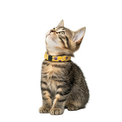 cat on white background