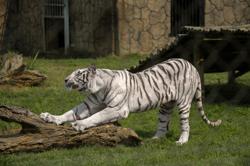 White tiger up close wild animal
