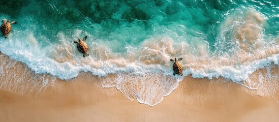 Three Sea Turtles Gracefully Approaching a Pristine Beach