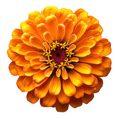 Vibrant Orange Zinnia Flower Isolated on Transparent Background