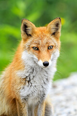 Close-Up Portrait of a Wild Red Fox in Nature, Hokkaido, Japan