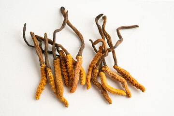 Cordyceps sinensis or Ophiocordyceps sinensis isolated on white background, mushroom herb treatment medicine.