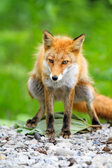 Curious Fox of Hokkaido Foraging on a Pebbled Path