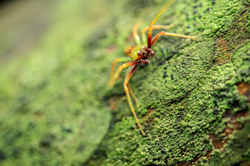 Crab Spider on Mossy Bark
