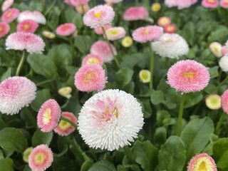 데이지 꽃 봄 Daisy