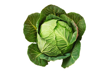 Obraz premium Whole green cabbage with vibrant outer leaves isolated on a transparent background. Fresh and organic vegetable concept, healthy food ingredient