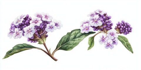 Fototapeta premium White heliotrope with tiny blooms in watercolor 