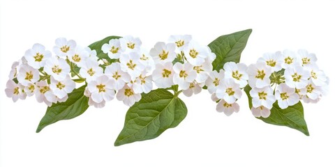 Obraz premium White heliotrope with tiny blooms in watercolor 