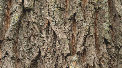 Old tree bark close-up. Backgrounds and textures