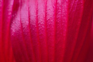 close-up of beautiful pink hibiscus flower from back side © Tsyb Oleh