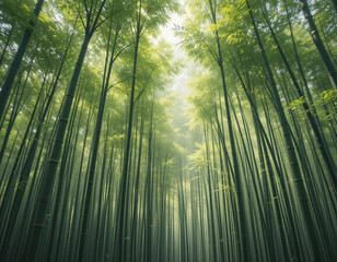 Fototapeta premium Mystical bamboo forest in morning light. Towering green stalks reach skyward as sunbeams filter through misty canopy creating ethereal atmosphere. Golden-green leaves dance in soft light above bamboo 