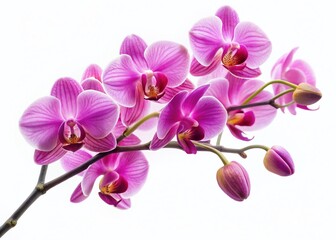 Blooming Pink Orchid Branch, Soft Light, White Background - High-Resolution Stock Photo