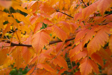 close-up of beautiful yellowed leaves on a tree in autumn