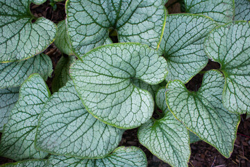 close-up of the texture of a Bruner plant leaf