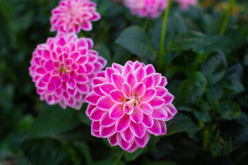 Fototapeta premium close up of a beautiful Dahlias flower in the garden