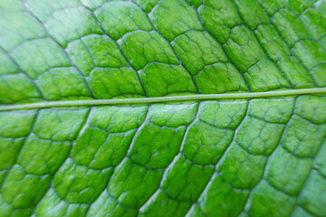 close-up of the leaves of the Microsorum crocodyllus plant