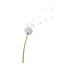 Dandelions being blown. wind blow flower