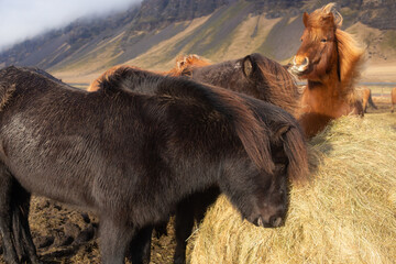 beautiful Icelandic horses with long manes are grazing and eating hay