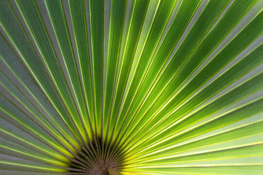 close up straight lines texture of green palm leaves