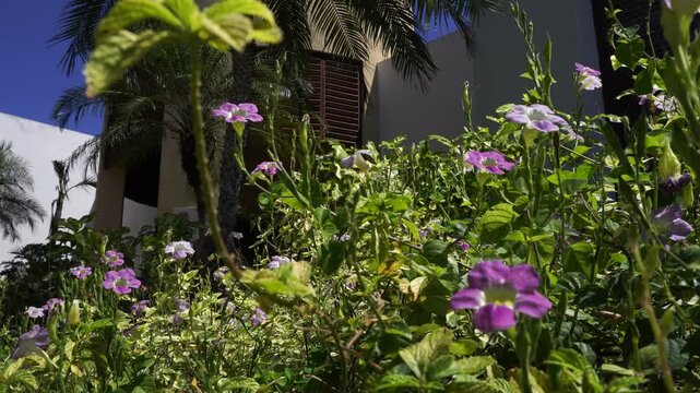 Many purple flowers under abundant vegetation with a close-up view create a beautiful scene to look at. Behind them, a building and part of a palm tree.
