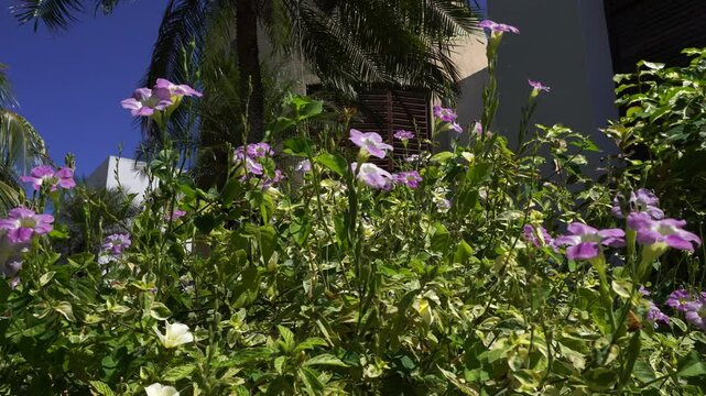 Under a sunny day, purple flowers catch the glimmers of light. Behind them, a palm tree and part of a building stand beneath a blue sky.