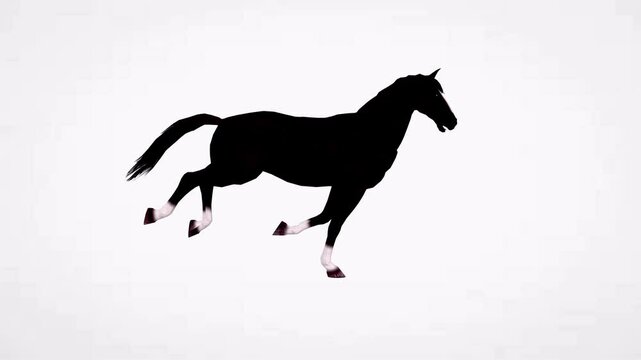 Running horse animal white background video clip motion 