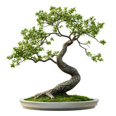 A 3D Bonsai Tree with Intricately Shaped Branches Isolated on Transparent Background