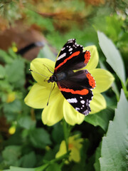 beautiful colorful butterfly in the garden on a flower