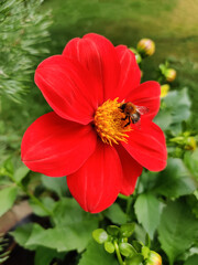 close-up of a beautiful flower.Dahlia with bee in the garden