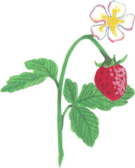  A delicate watercolor illustration of a strawberry plant perfect for gardening themes, food illustrations, and organic product designs