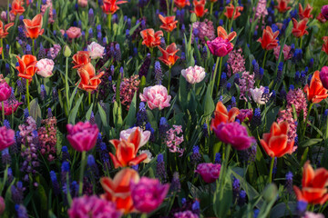 Fototapeta premium beautiful colorful tulip flowers are growing in the garden