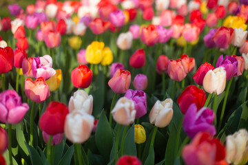 beautiful colorful tulip flowers are growing in the garden