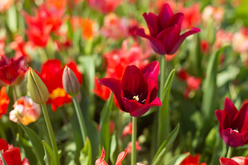 beautiful colorful tulip flowers are growing in the garden