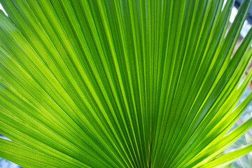 close up straight lines texture of green palm leaves