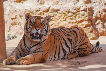 a beautiful big tiger is resting and walking around the zoo