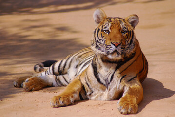 a beautiful big tiger is resting and walking around the zoo