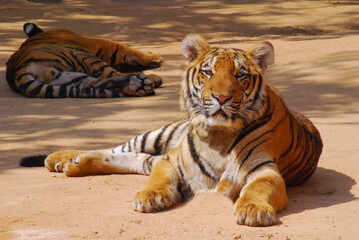 a beautiful big tiger is resting and walking around the zoo