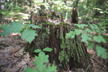 a stump from a tree cut down by loggers in the forest is covered with moss